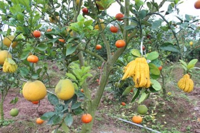 Săn hàng “độc” chơi Tết